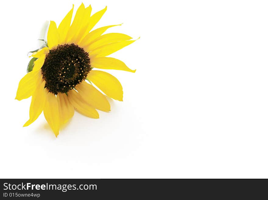 Yellow  sunflower on a white background. Yellow  sunflower on a white background