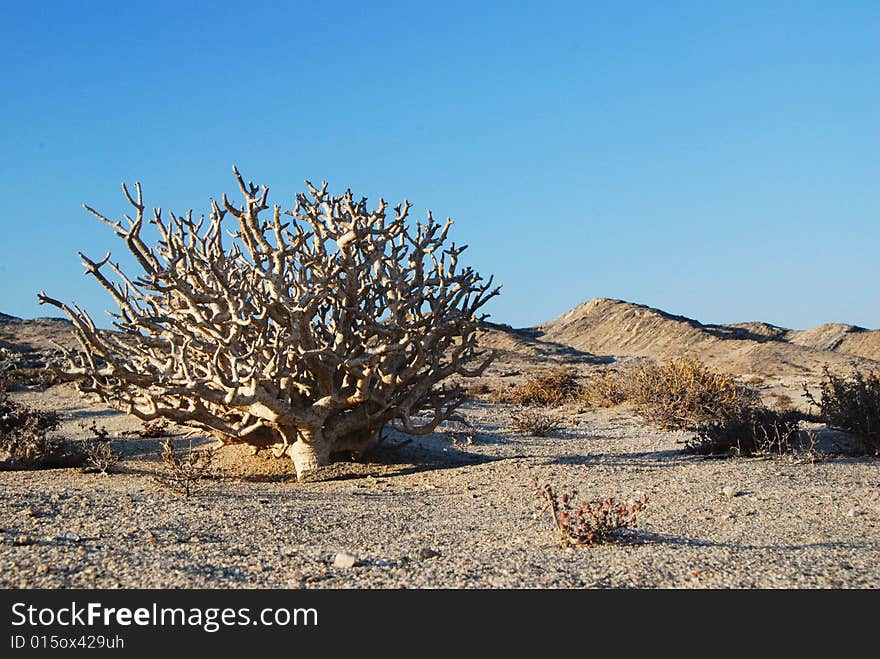 Namibian landscape. South-west of Namibia, Atlantic Coast. Namibian landscape. South-west of Namibia, Atlantic Coast.