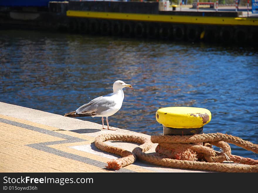 Seagull into port