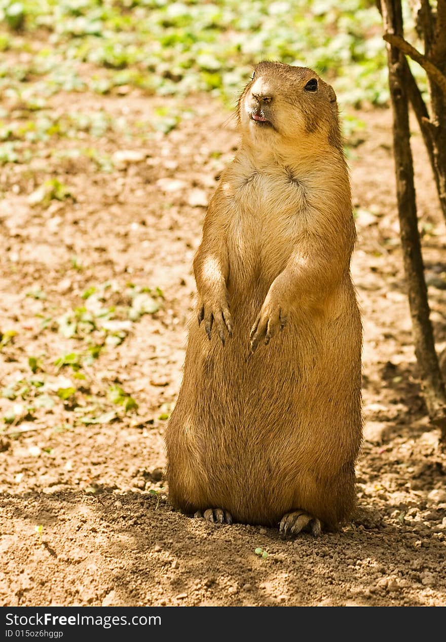 Vigilant prairie dog sits on the hind legs