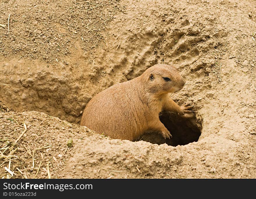 Leaning prairie dog