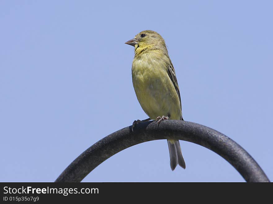 This Goldfinch is perching on the curved bar that holds the birdseed feeder. This Goldfinch is perching on the curved bar that holds the birdseed feeder