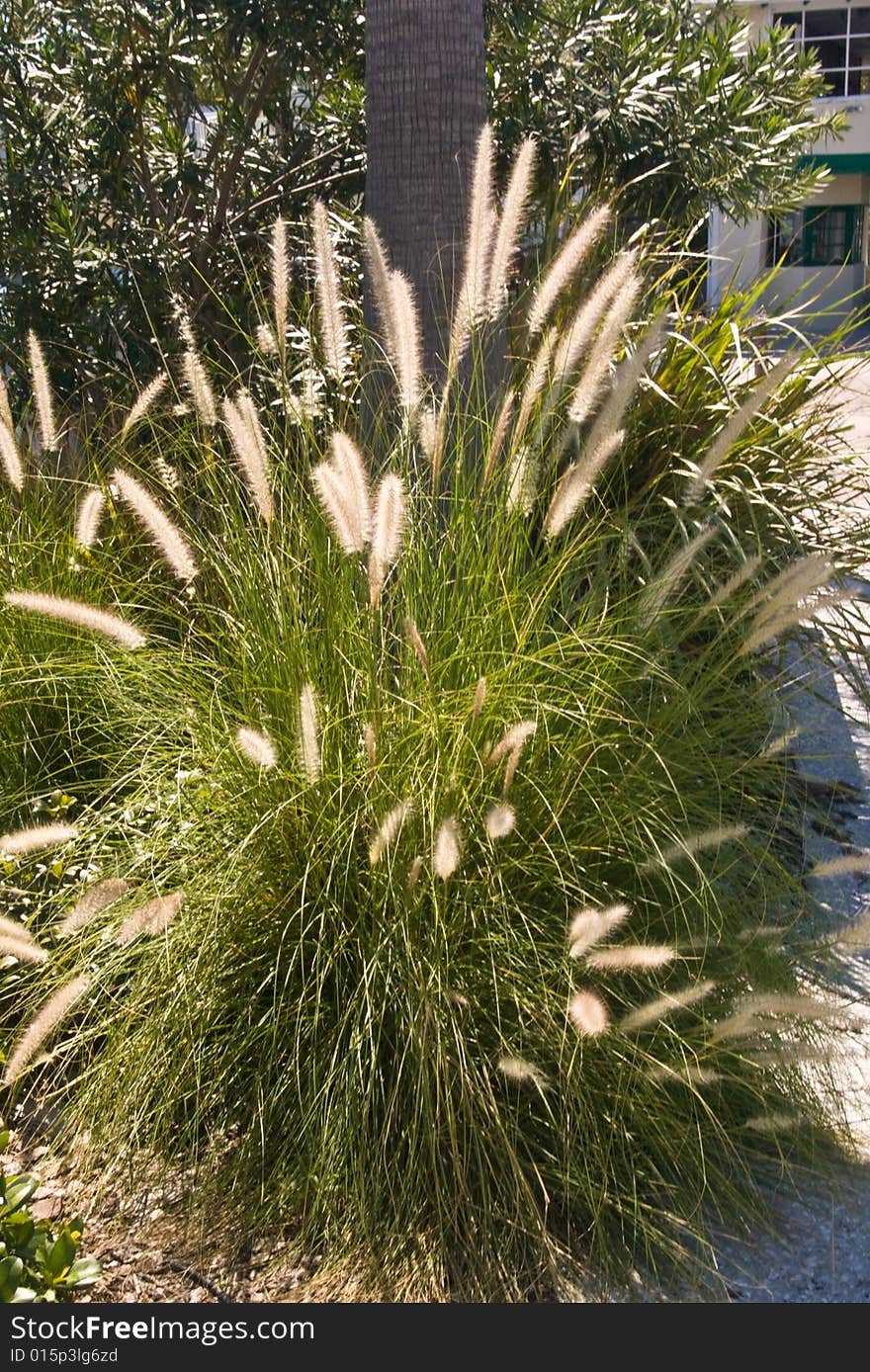 A clump of sea grass