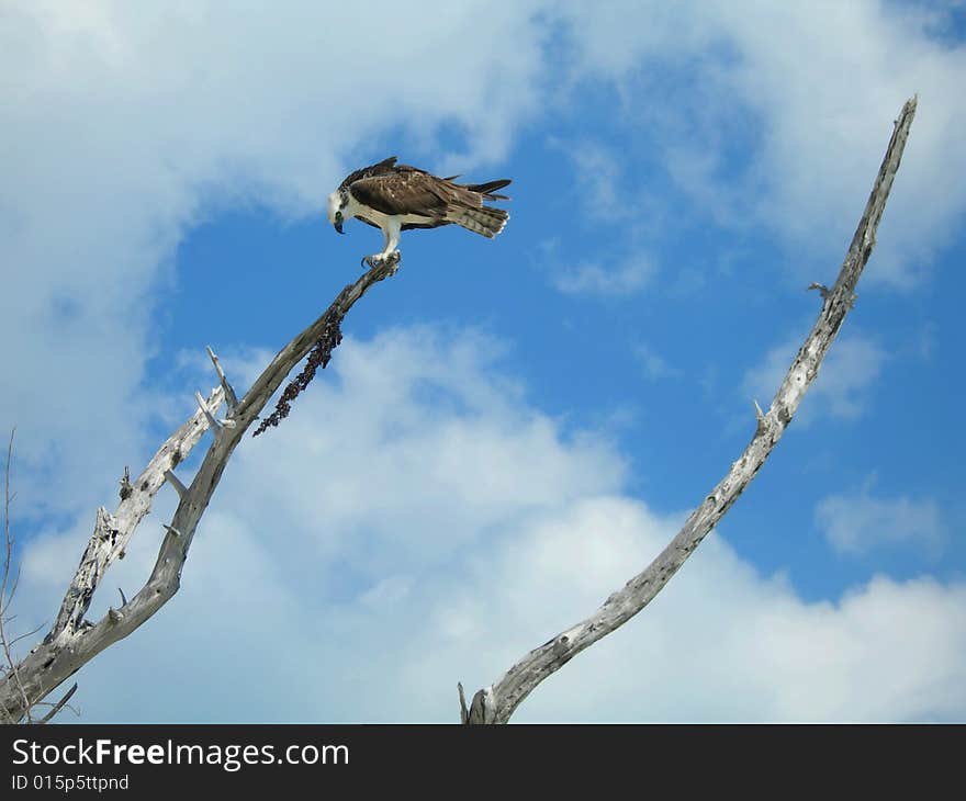 Hawk on top of branch