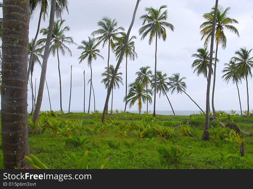 Tropical forest of palm trees