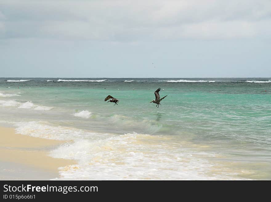 Two herons dive for fish along the beach in the Caribbean Sea. Two herons dive for fish along the beach in the Caribbean Sea