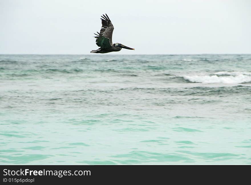 A heron flies over the Caribbean Sea in search dee a meal. A heron flies over the Caribbean Sea in search dee a meal