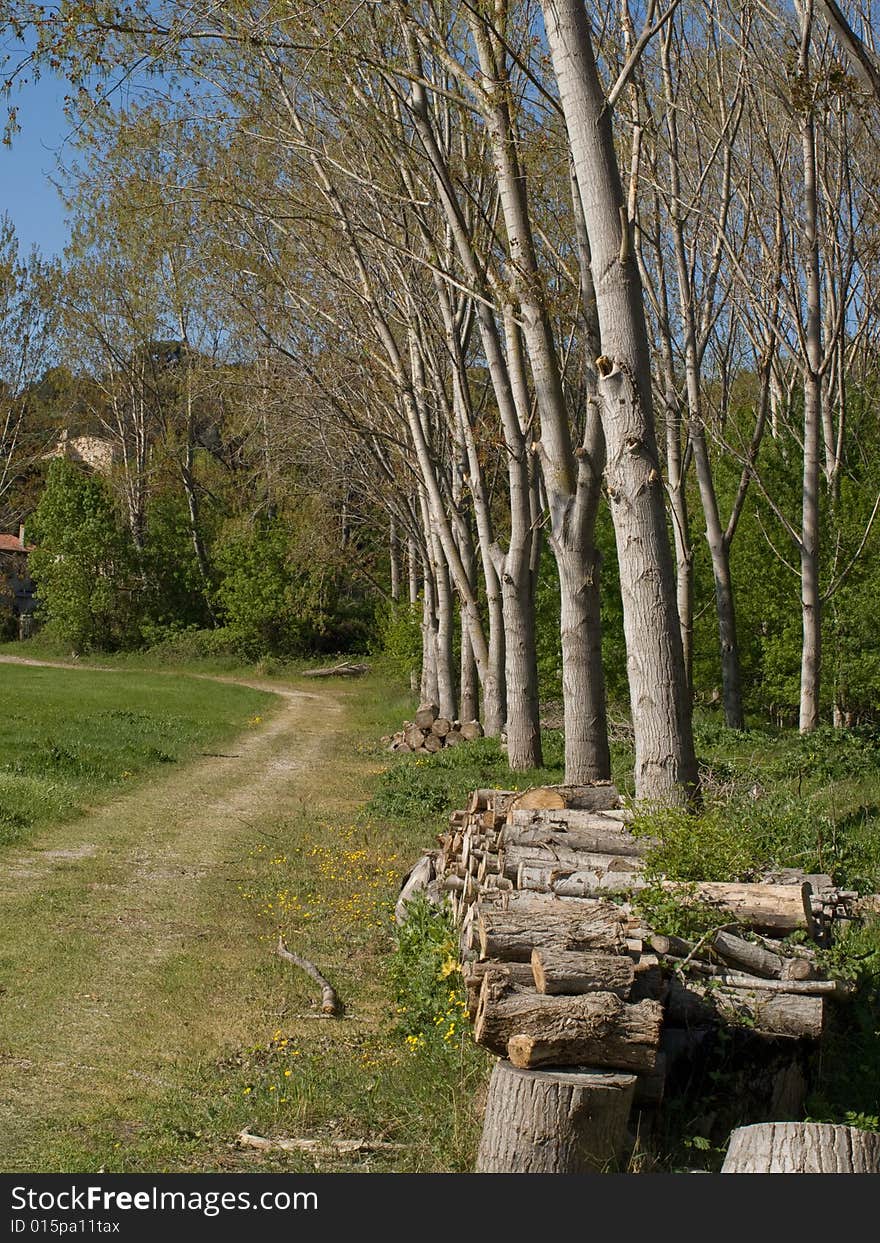 Some felled and chopped logs in front of trees. Some felled and chopped logs in front of trees