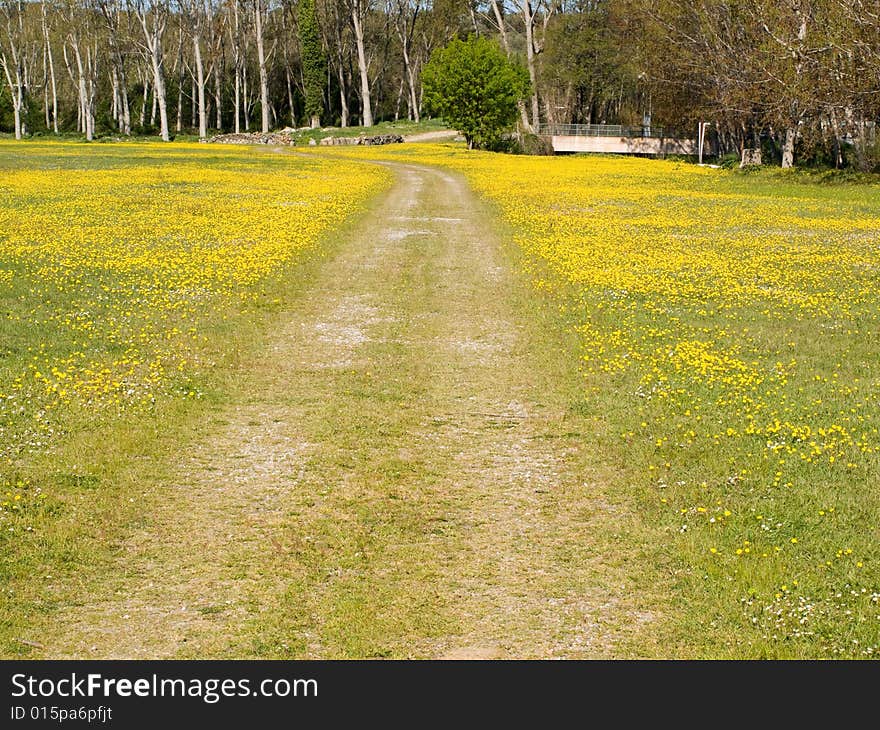 Trees and field