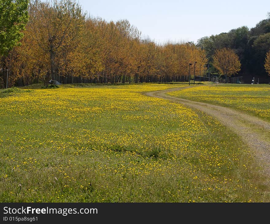 A path leading to some trees through a yellow field. A path leading to some trees through a yellow field