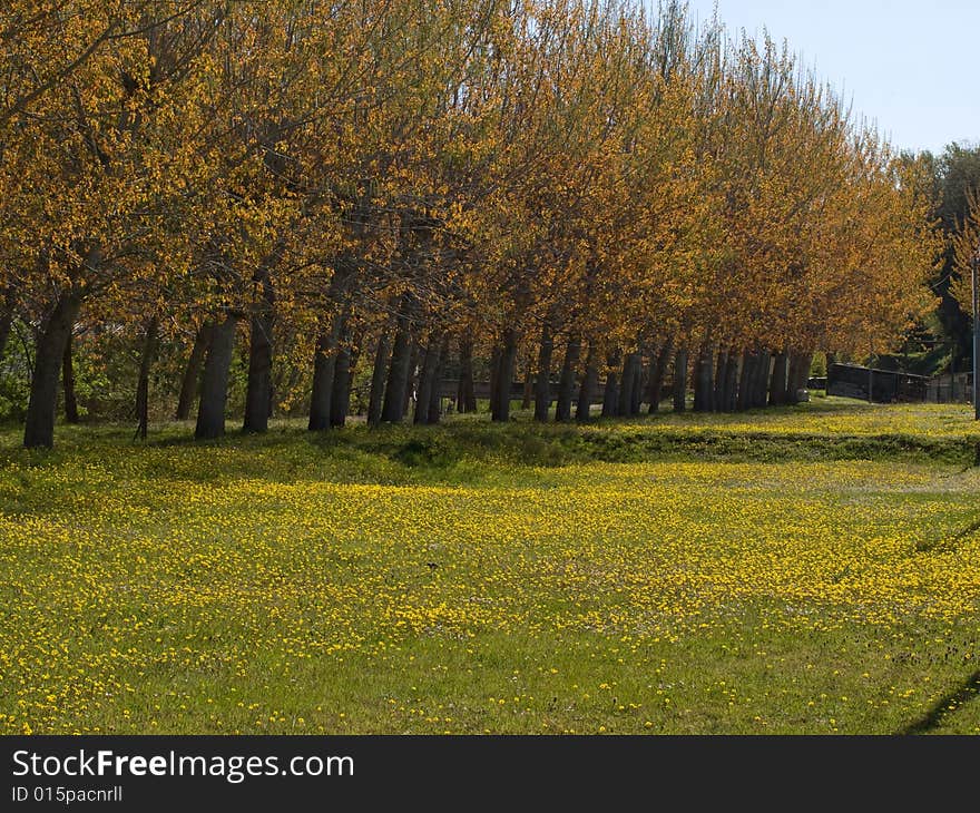 Yellow field