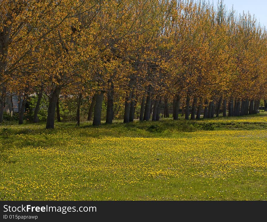 Yellow field