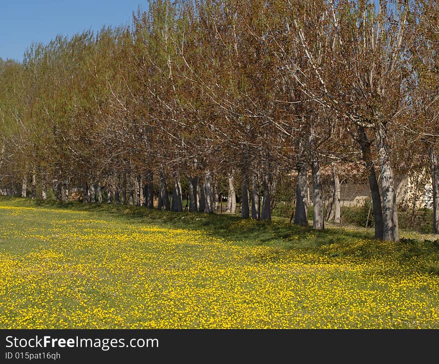 Yellow field