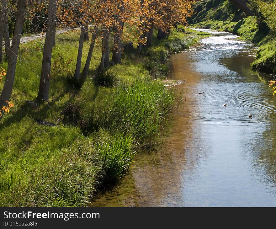 Trees And River