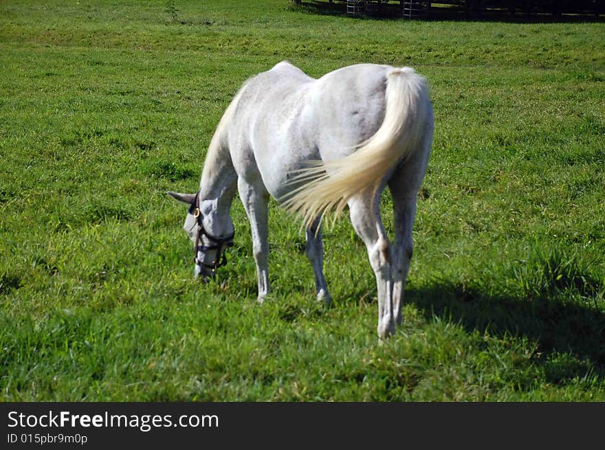 Arabian Horse Grazing