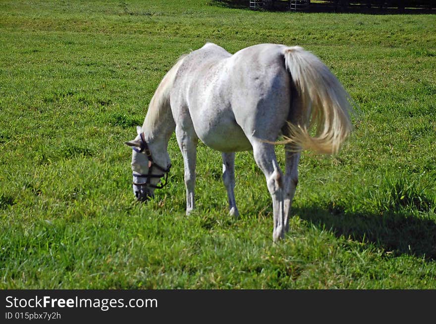 A Pure bred Arabian horse grazing