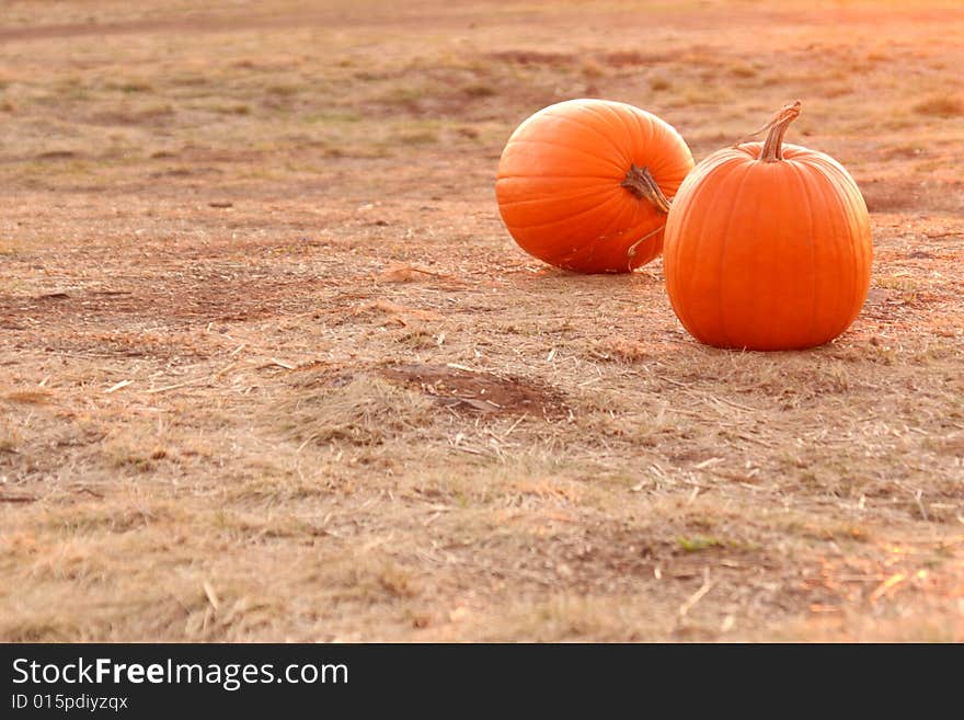 Two Orange Pumpkins In A Field