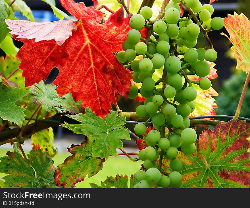 Green bunches of grapes and autumn colours