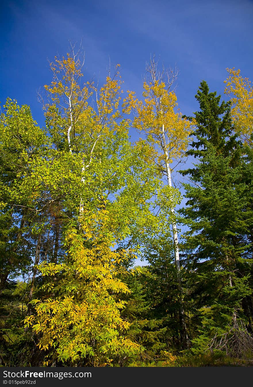 Yellow, Green, and Blue Sky