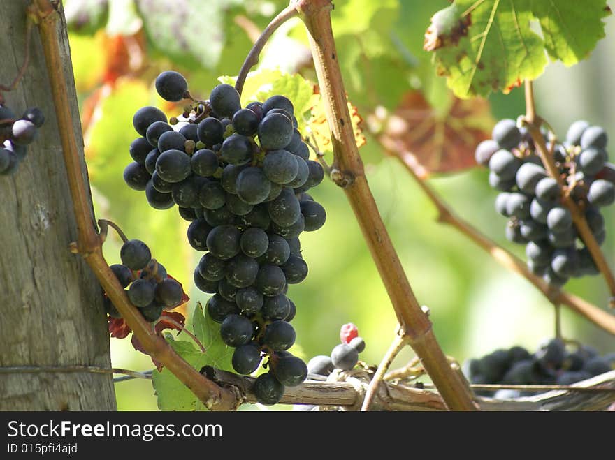 Concord Grapes