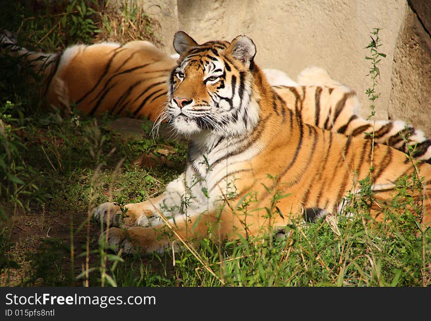 A siberian tiger lounging in the grass on a sunny day