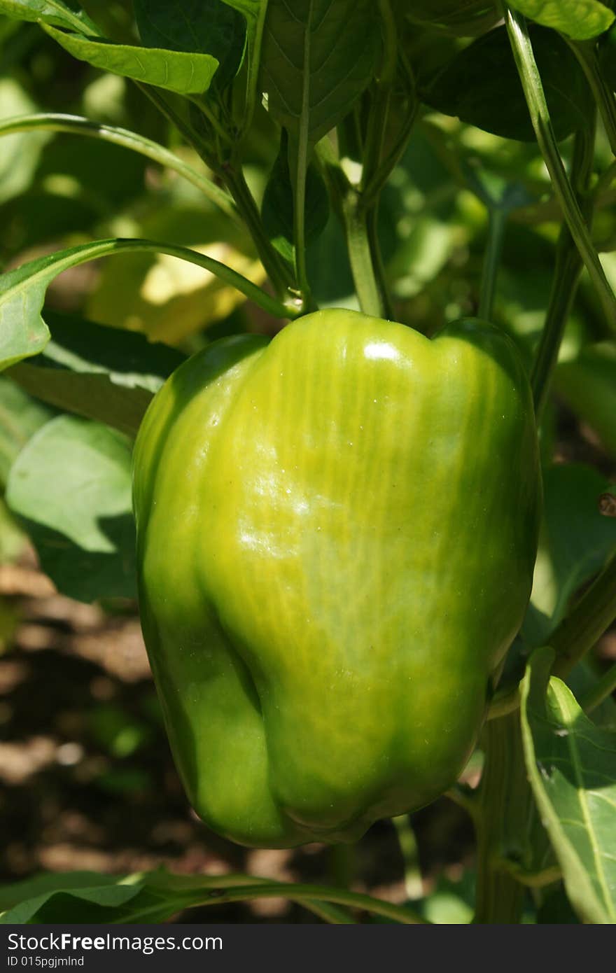 This is a green pepper growing on the pepper plant.