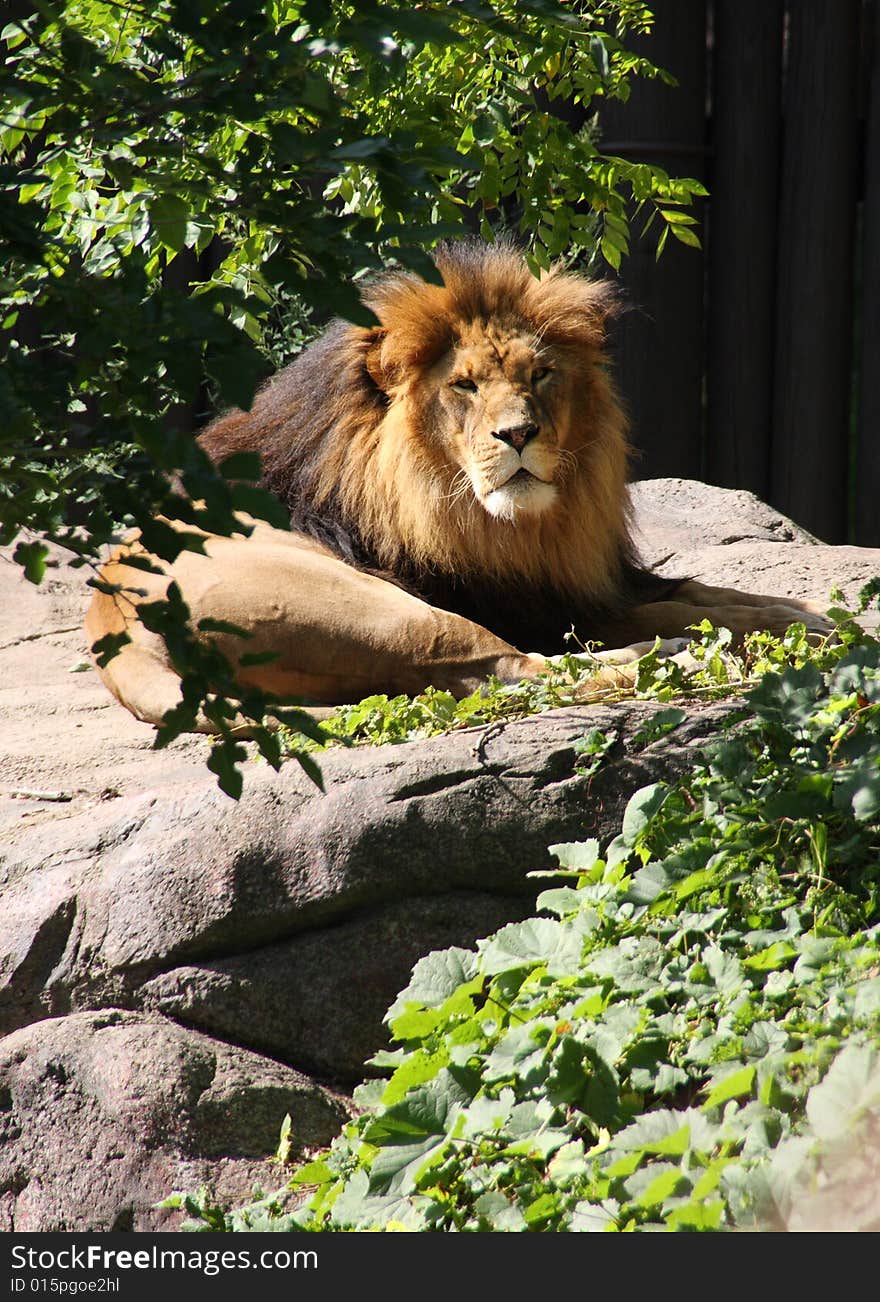 A majestic lion resting on a rock on a sunny day