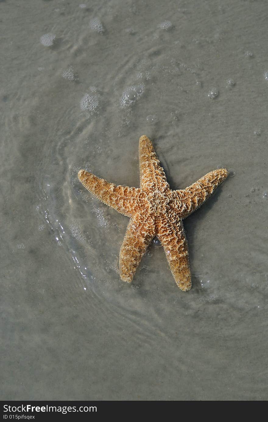 Starfish