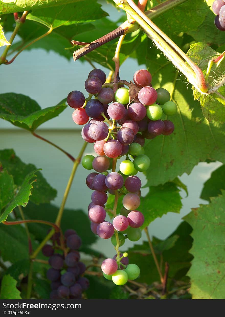 Ripe and unripe green and purple grapes on vine. Ripe and unripe green and purple grapes on vine