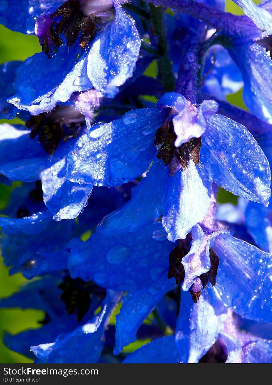 Petals of a dark blue cultivated flower. Rain drops. Summer.