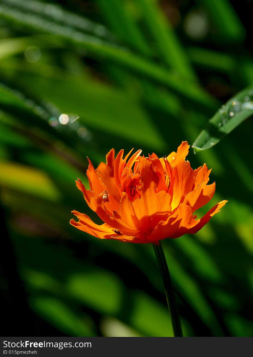 Red wood flower. Summer. A wood. Red wood flower. Summer. A wood.