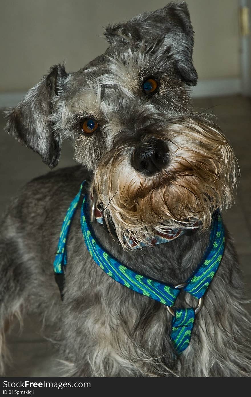 Inquisitive Miniature Schnauzer Dog