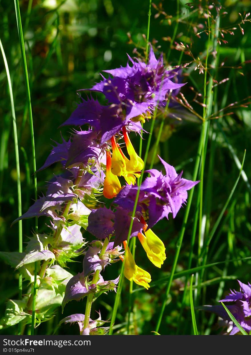 Field flower. Summer. Day. Rural. Field flower. Summer. Day. Rural.