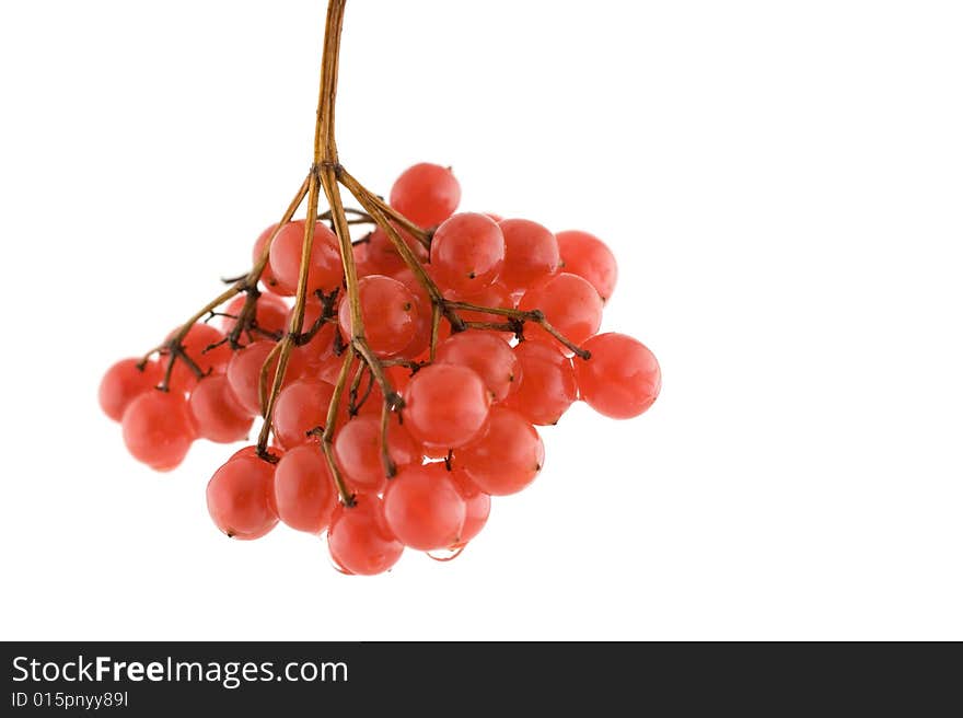 Red Ashberry(Viburnum Opulus)