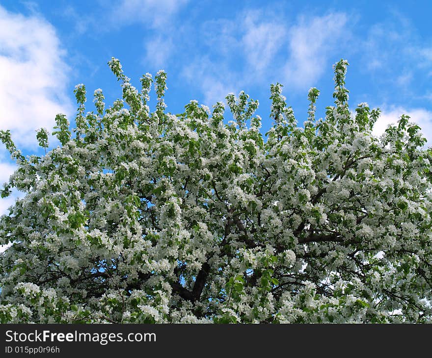 Apple blossoms with blue sky 2