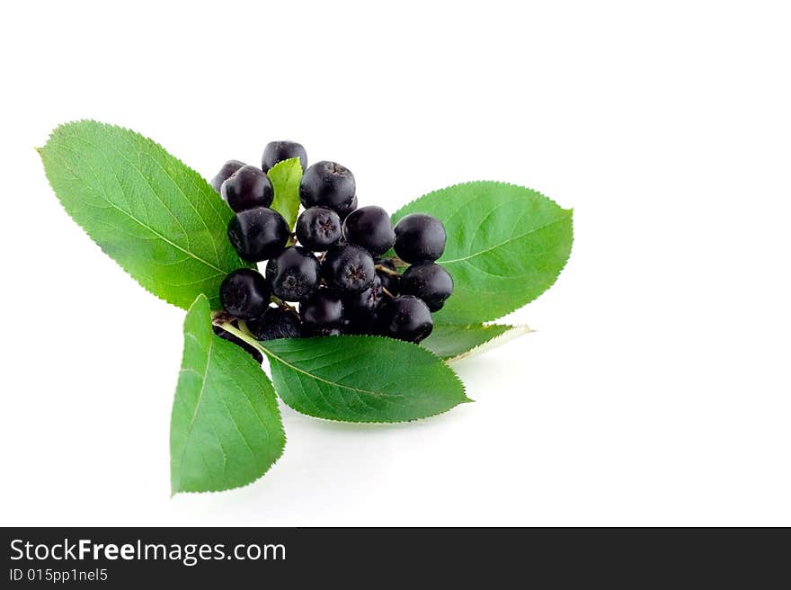 Bunch of black mountain ash on white background