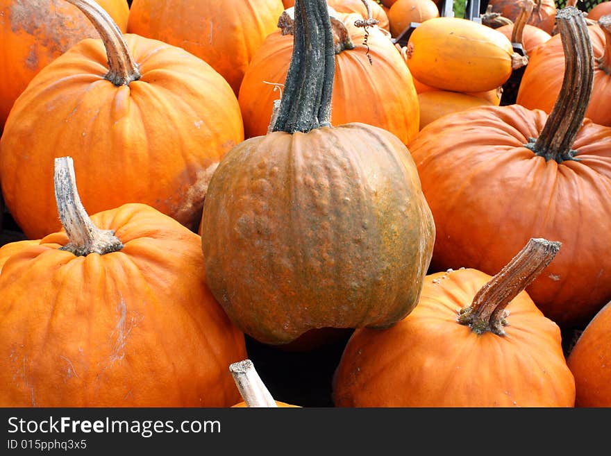 A group of large orange pumkins and gourds in the autumn sunshine. A group of large orange pumkins and gourds in the autumn sunshine