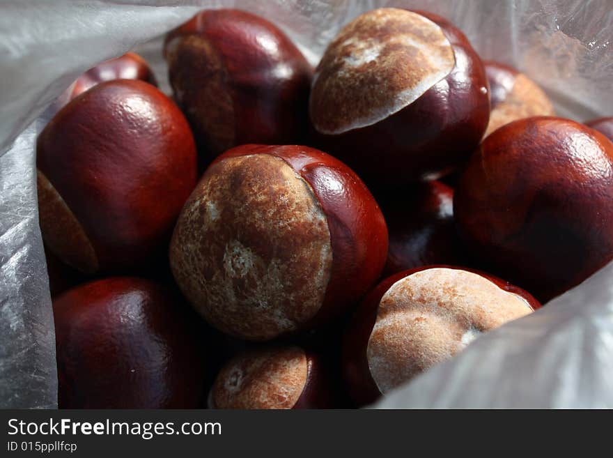 Bag Of Conkers