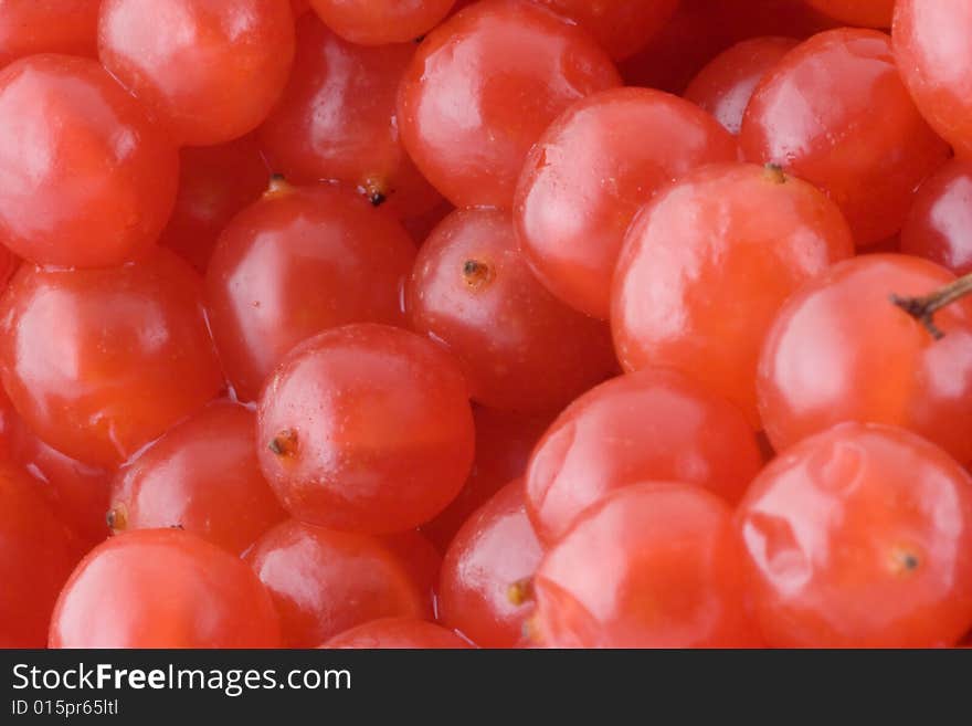 Macro photo bunch of red ashberry. Macro photo bunch of red ashberry