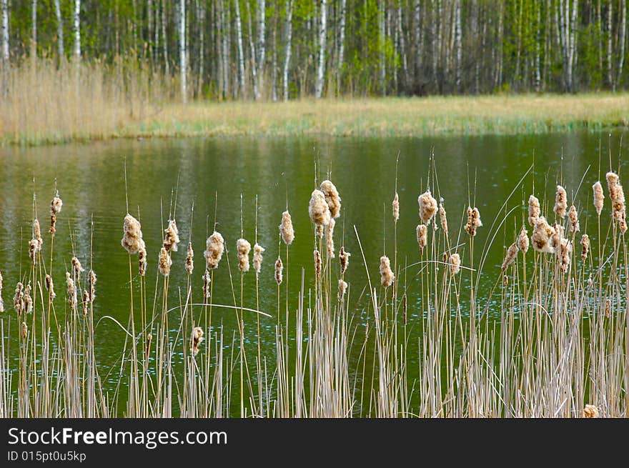 Lake In A Sun Day