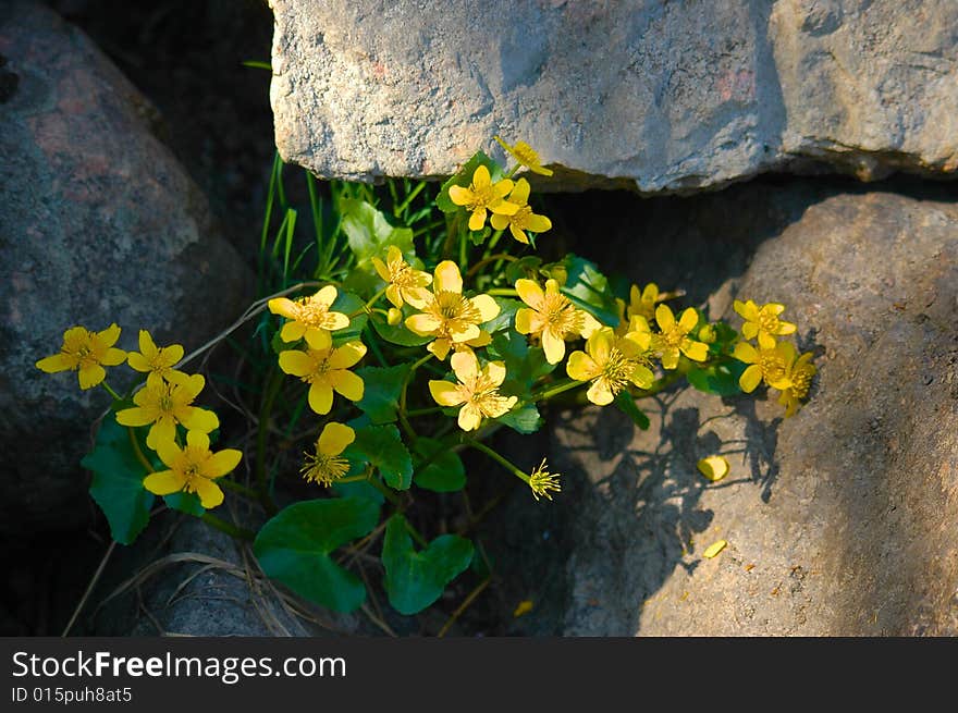 Yellow flowers on stone