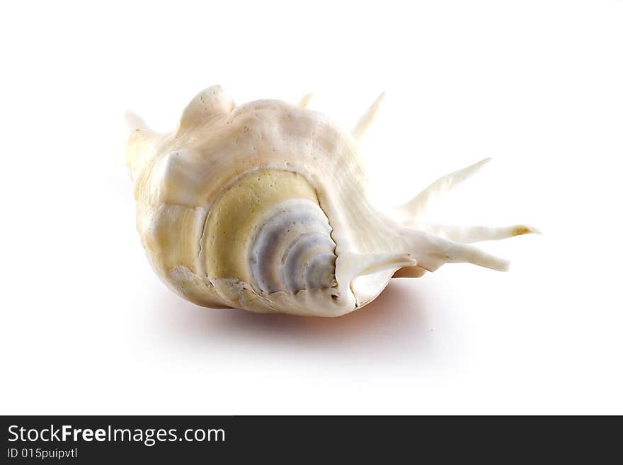 Isolated symmetry sea shell on white background