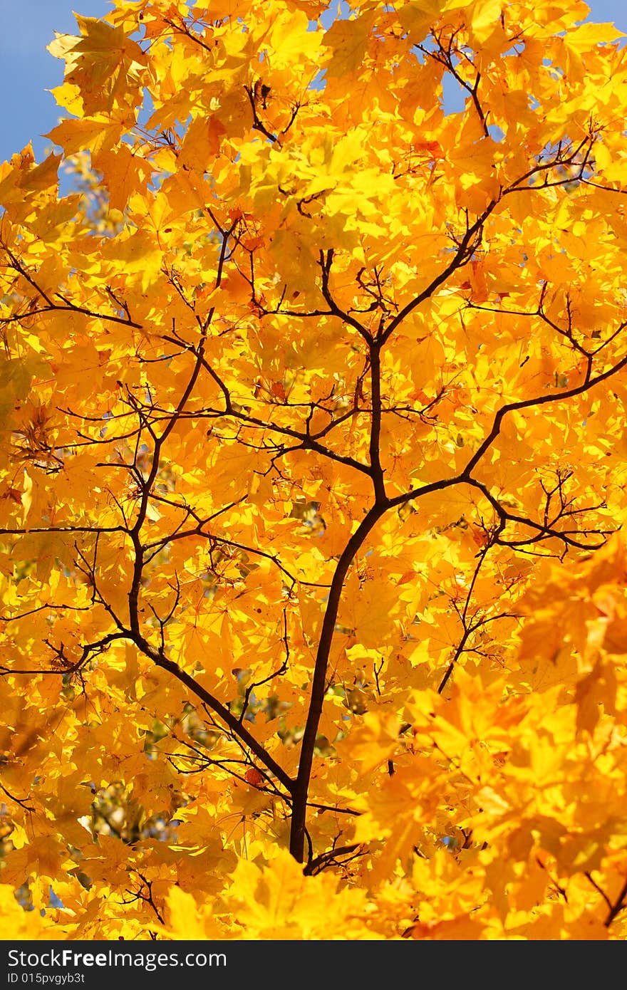 Abstract background. Autumn yellow branch. Sun weather