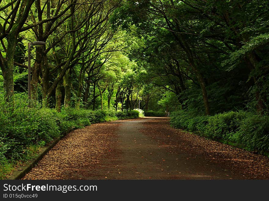 The road in the forest