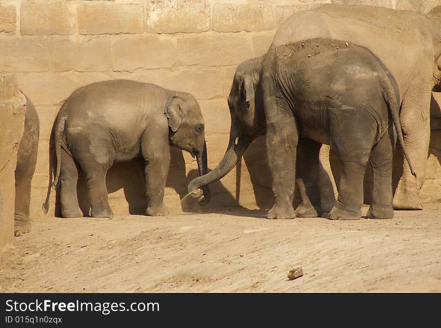 Indian elephants