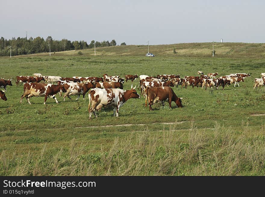 Cows in the field. Summer.