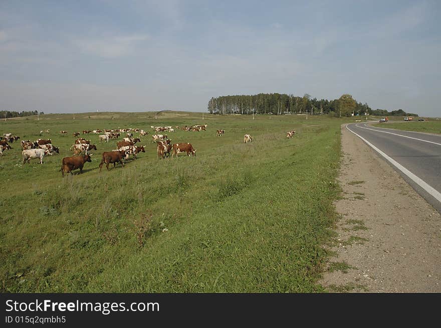 Cows in the field. Summer.