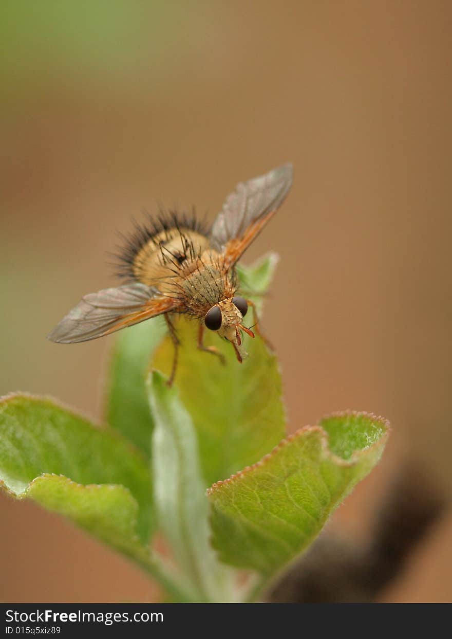 Hedgehog Fly sitting on a leaf