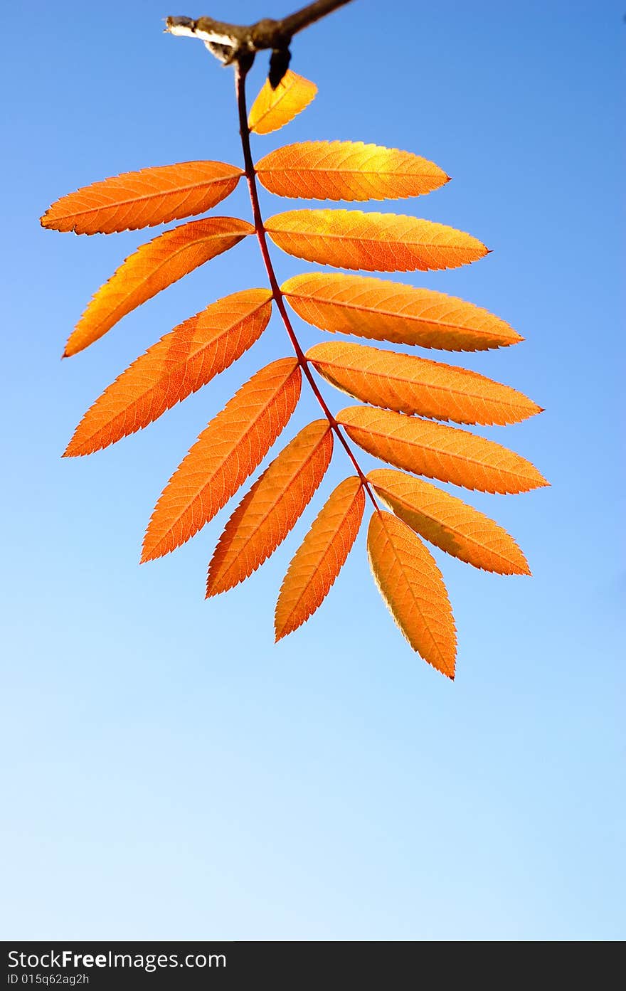 Orange leaf of ashberry on blue sky