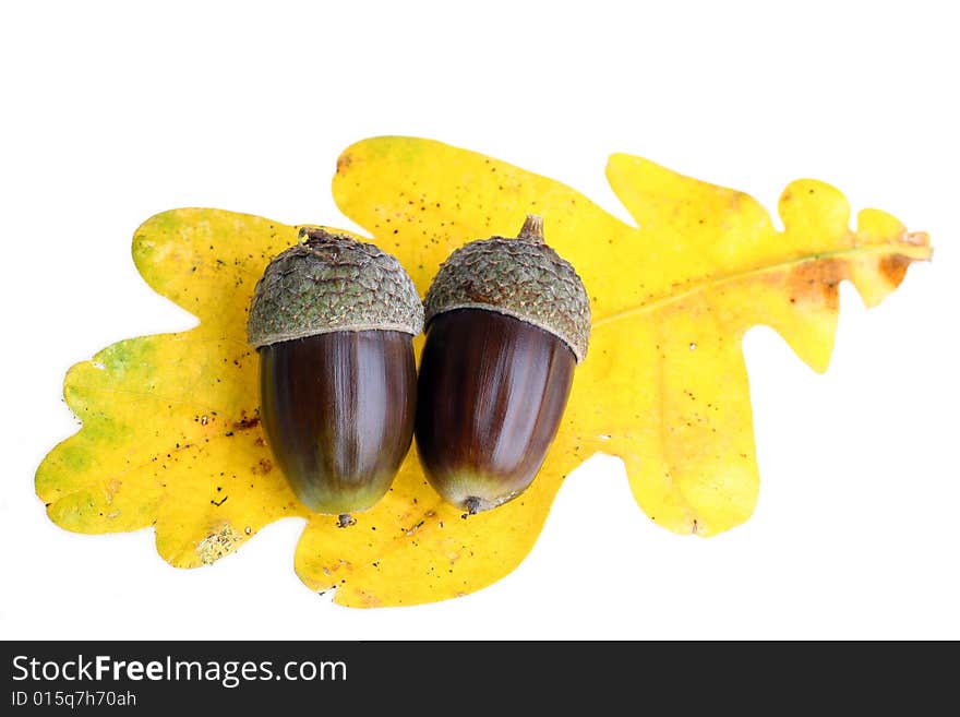 Two acorns on a yellow oak leaf. isolated on white. Two acorns on a yellow oak leaf. isolated on white